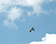 24 - 101959 - Swallow tail Kite - 